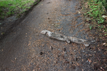 Large root across Wildwood Trail Large root across Wildwood Trail